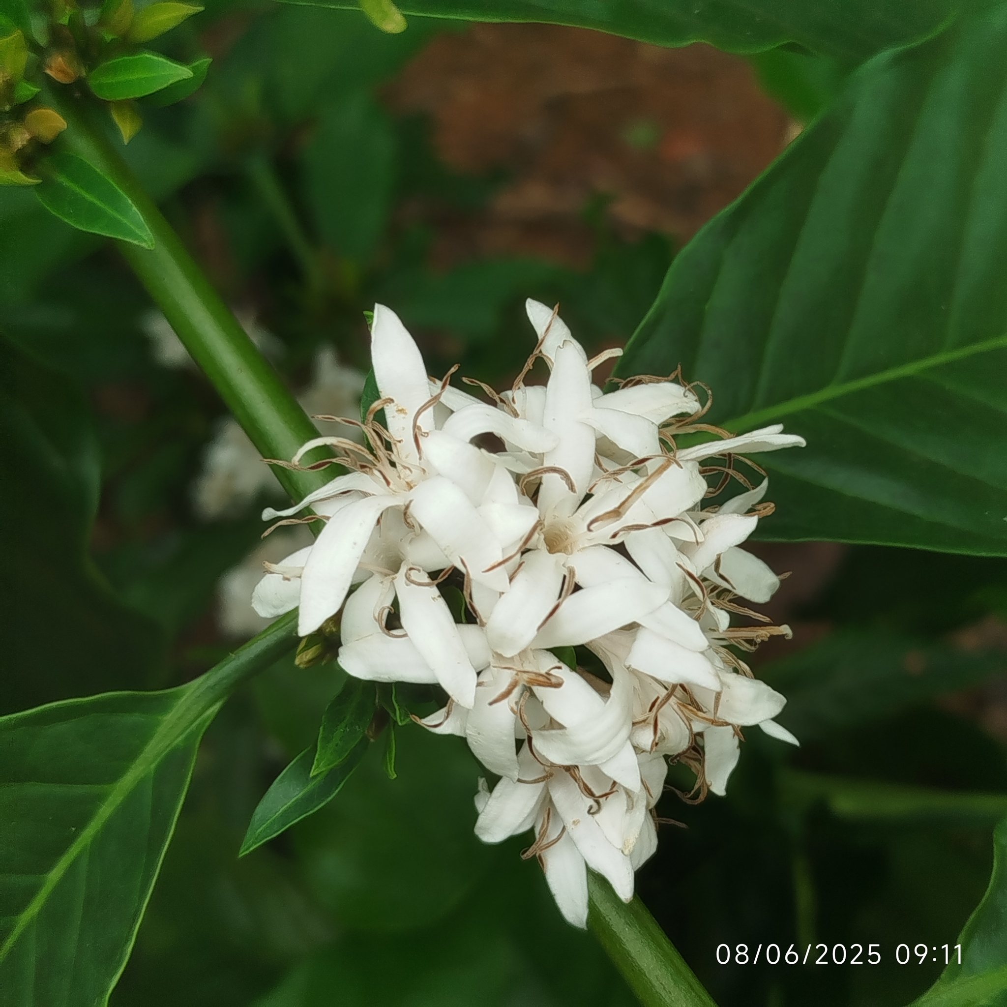 Coffea arabica
