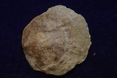 Heteranomia squamula