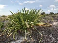 Hymenocallis littoralis