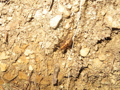 Pleioplectron hudsoni