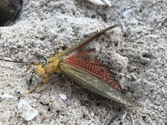 Tropidacris cristata