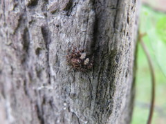 Sumampattus quinqueradiatus