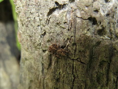 Sumampattus quinqueradiatus