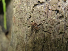 Sumampattus quinqueradiatus