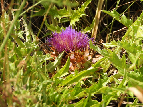 Cynara tournefortii
