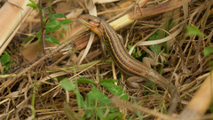 Algerian Psammodromus photo 4