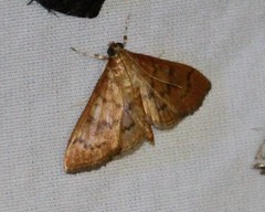 Psara dryalis