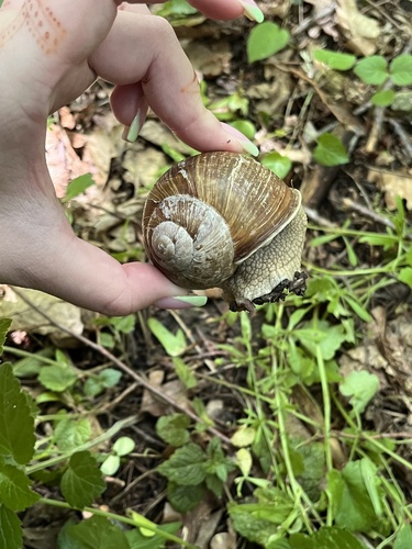 Roman Snail
