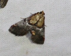 Cacozelia basiochrealis