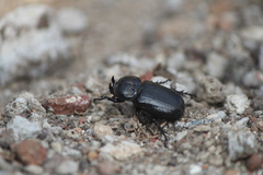 Phileurus