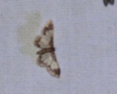 Idaea basinta