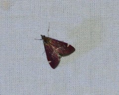 Pyrausta grotei
