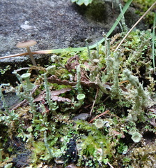 Cladonia scabriuscula