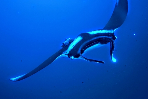 Oceanic manta ray