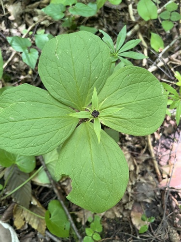 Herb Paris