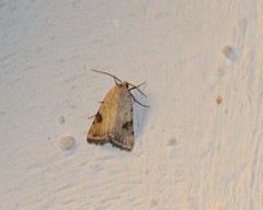 Micrathetis costiplaga