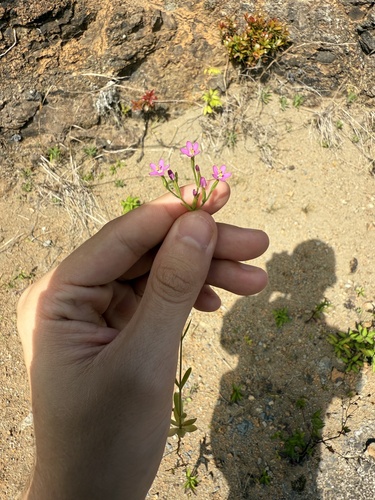 Centaurium erythraea observed 2025-06-07