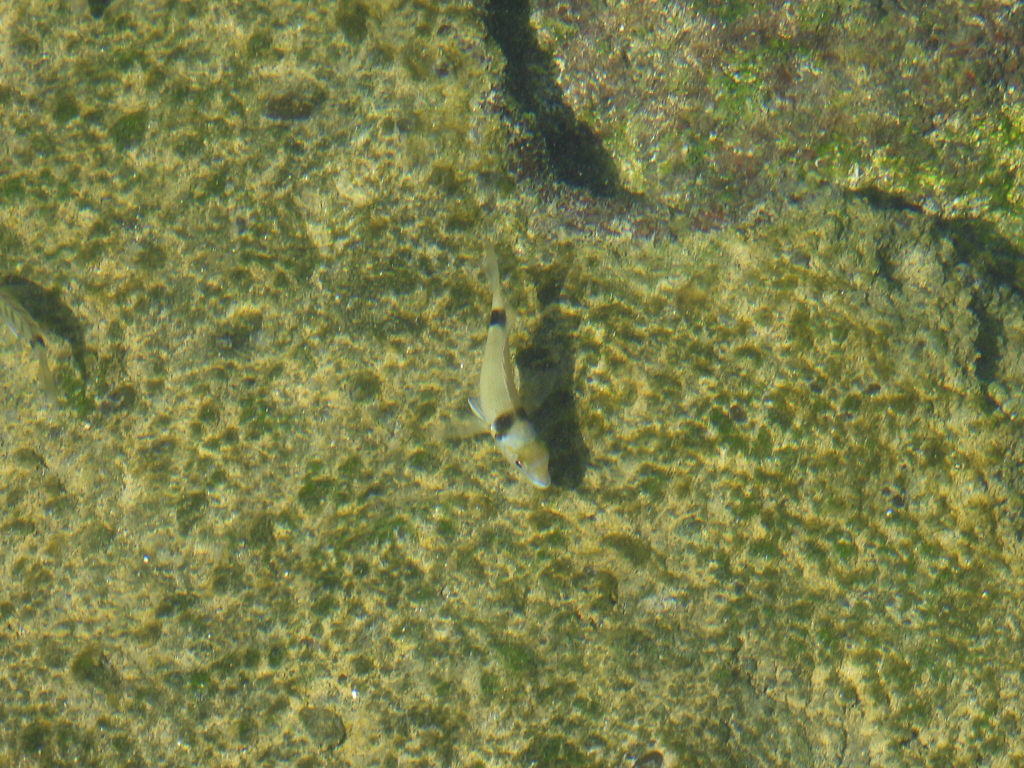 Sargo Seifa