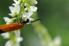 Neoalbertia constans