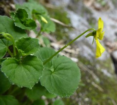 Viola wallichiana