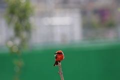 Pyrocephalus rubinus