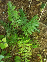 Asplenium × lucrosum
