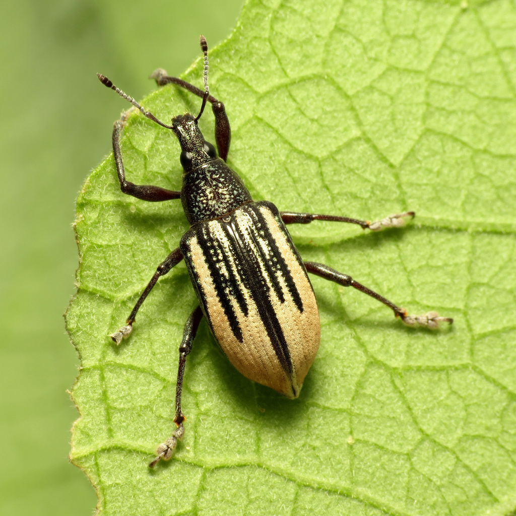 Diaprepes