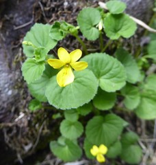 Viola wallichiana