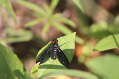 Cyananthrax cyanopterus