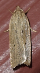 Helcystogramma
