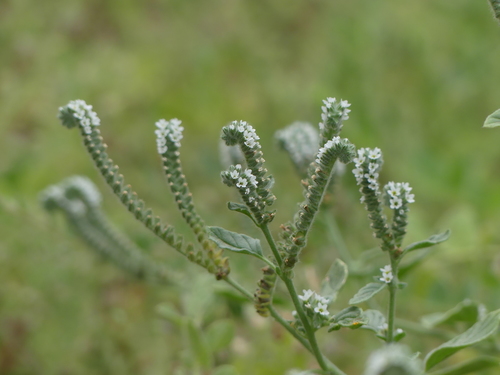 Heliotropium curassavicum
