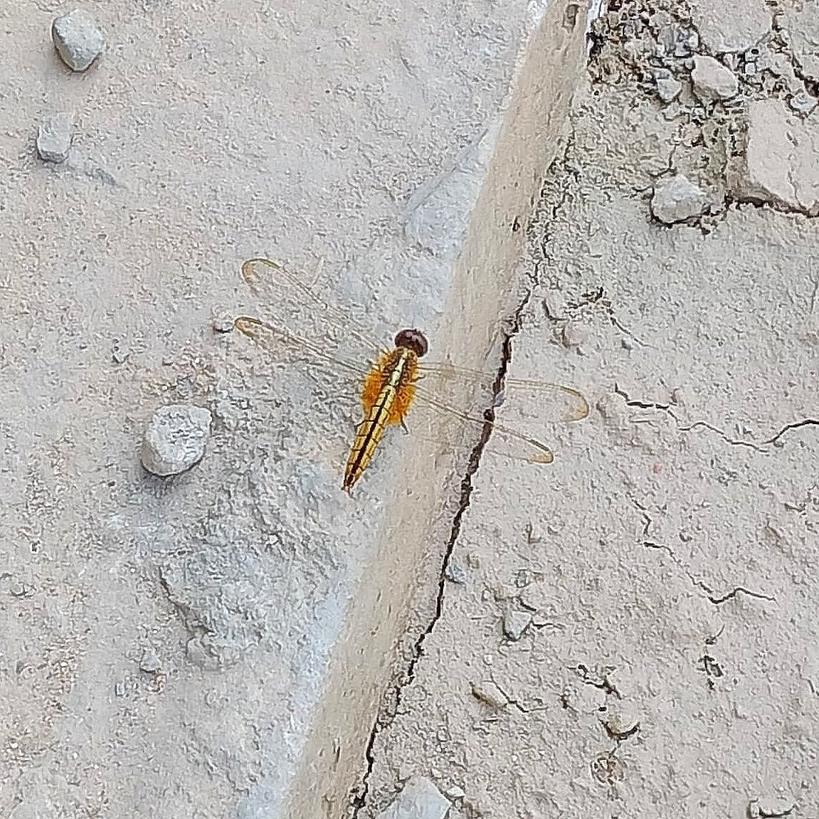 Scarlet Skimmer