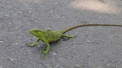 Polychrus marmoratus