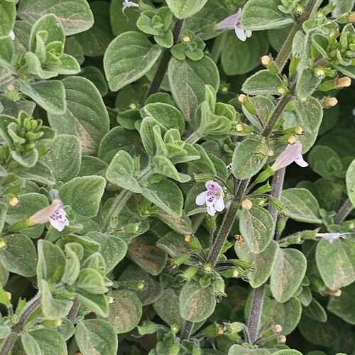 Grey Calamint