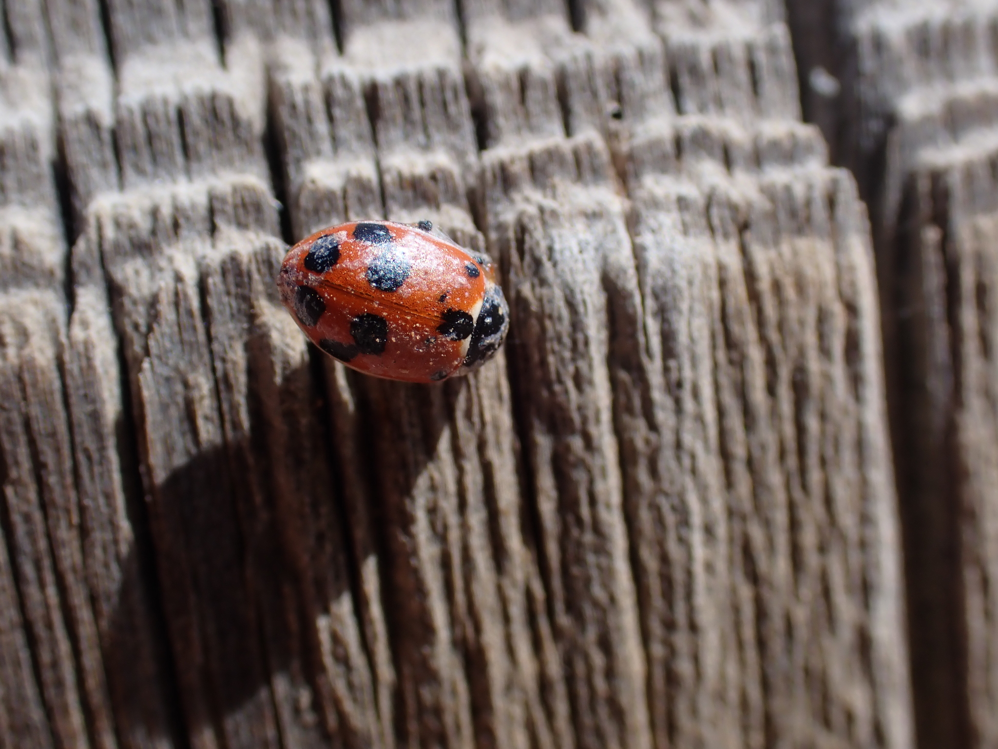 Hippodamia variegata