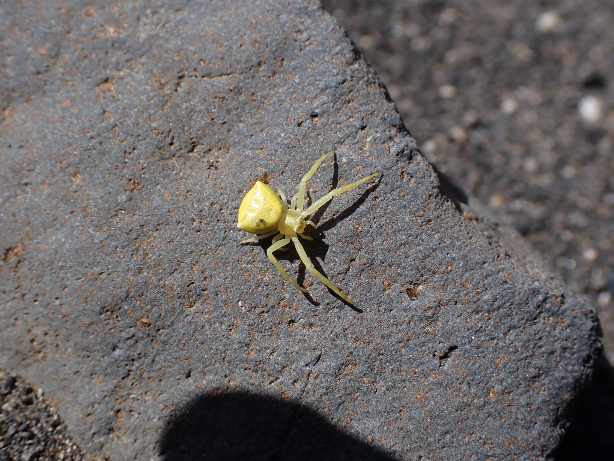 Araña Cangrejo europea