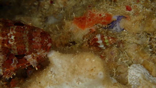 Murex bicolor, 2025-06-06
