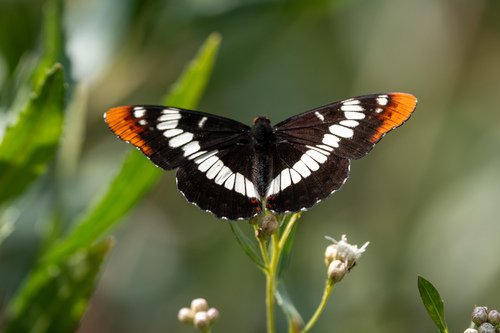 iNaturalist observation photo of Lorquin's Admiral