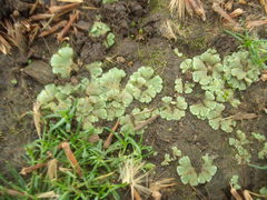 Riccia crystallina