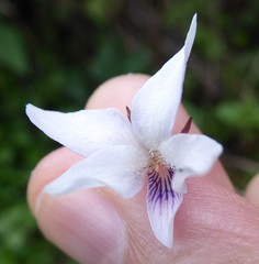 Viola pilosa