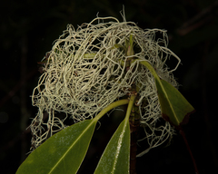 Usnea fragilescens