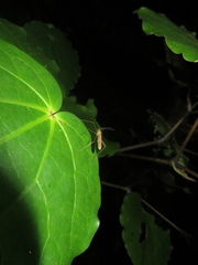 Amphineurus insulsus
