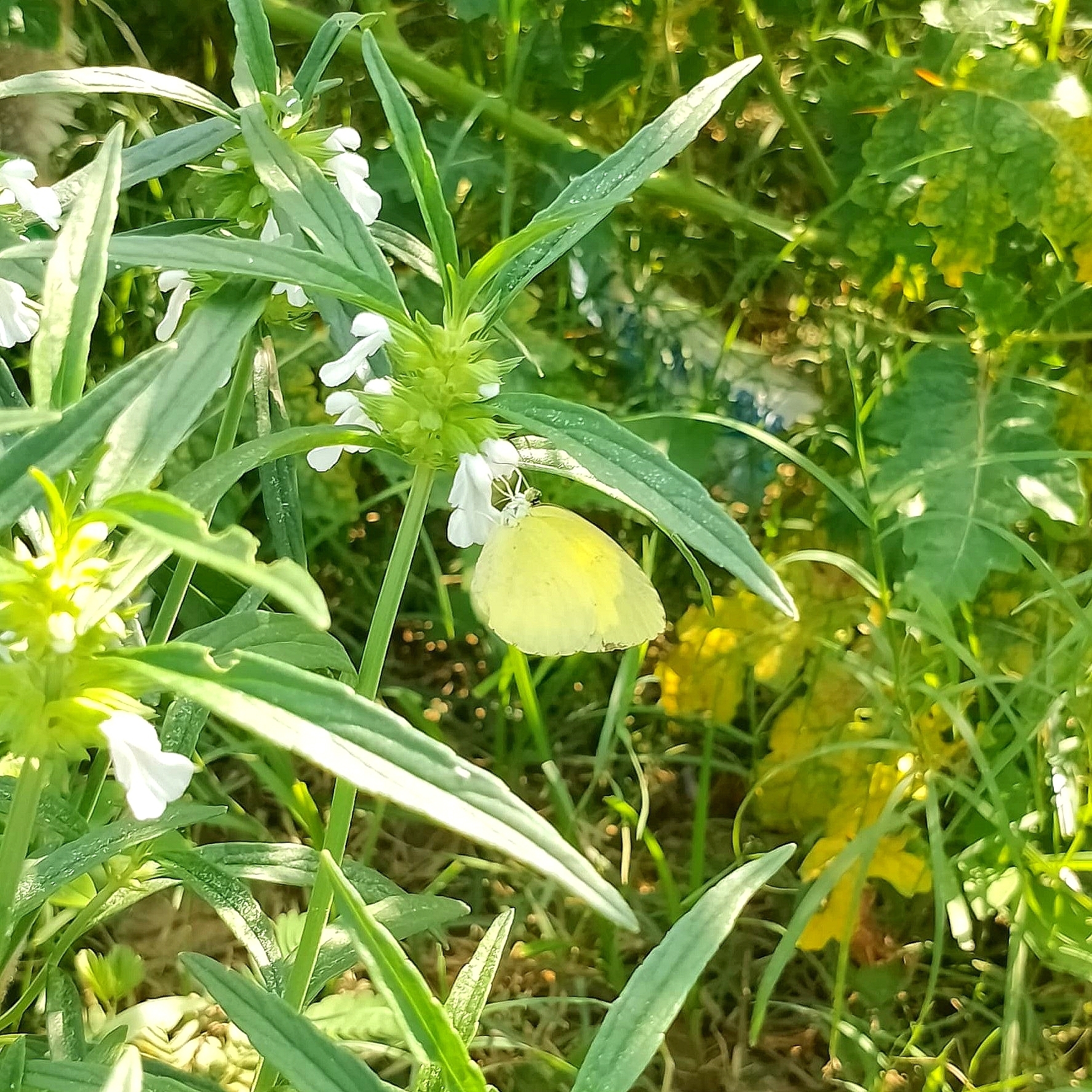 Common Grass Yellow