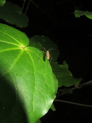 Amphineurus insulsus
