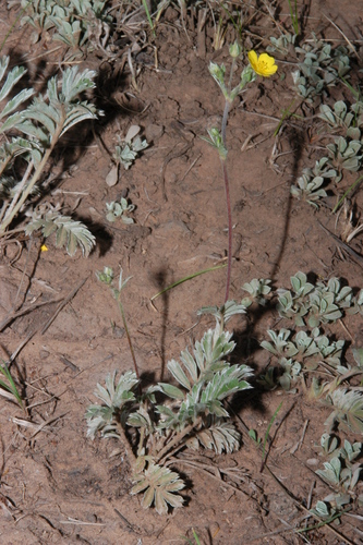bearded cinquefoil (Potentilla crinita)