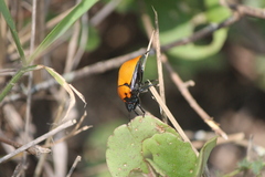 Pachycoris klugii