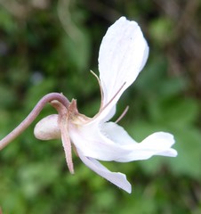 Viola pilosa