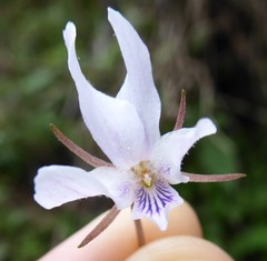 Viola pilosa