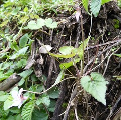 Viola pilosa