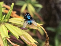 Compsomyiops callipes